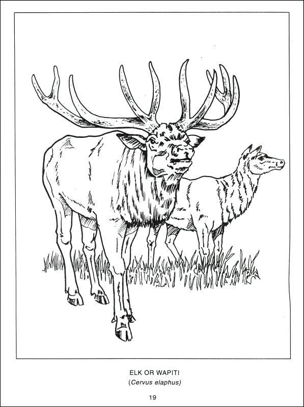 597x800 Canada Coloring Pages Fishing In Coloring Page Canada Geese