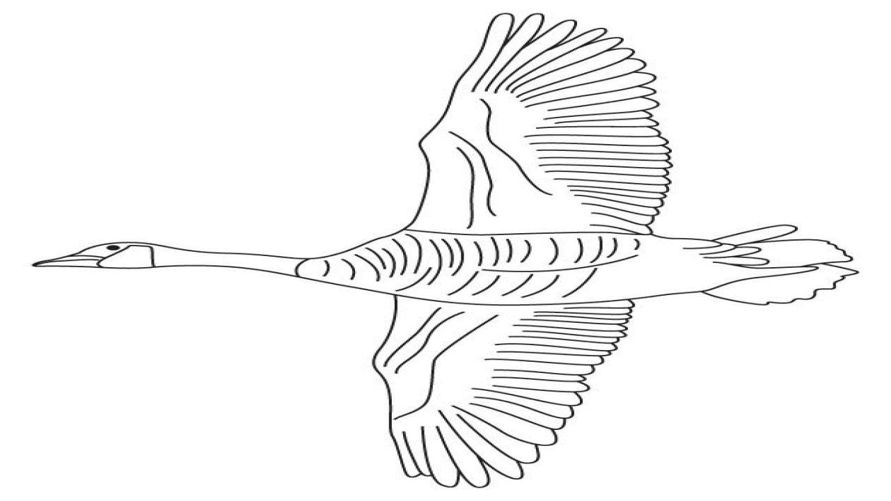 1280x720 Canada Goose Coloring Page And Dalmation Dog Pictures Coloring