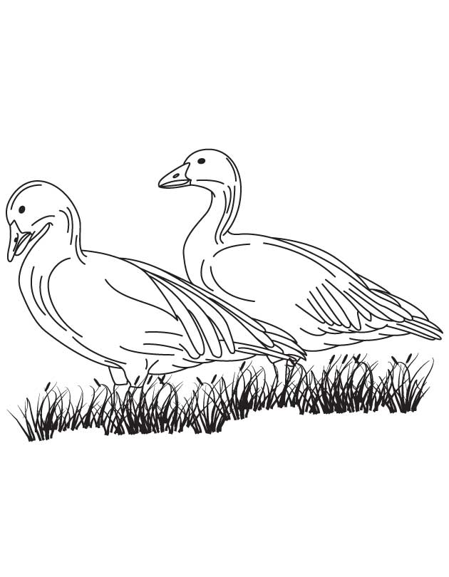 630x810 Canadian Geese Coloring Pages