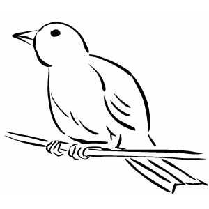 300x300 Canary On Branch Coloring Sheet