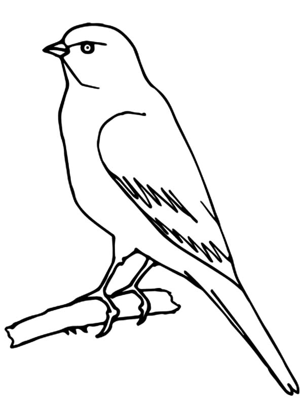 600x799 Find The Best Coloring Pages Resources Here!