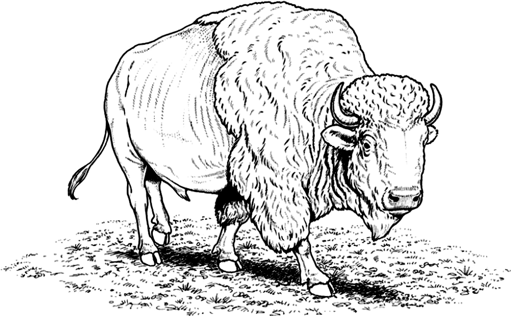 Cape Buffalo Coloring Pages