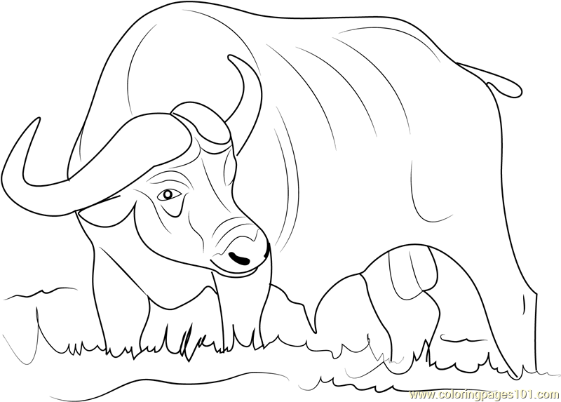 800x573 Asiatic Buffalo Coloring Page