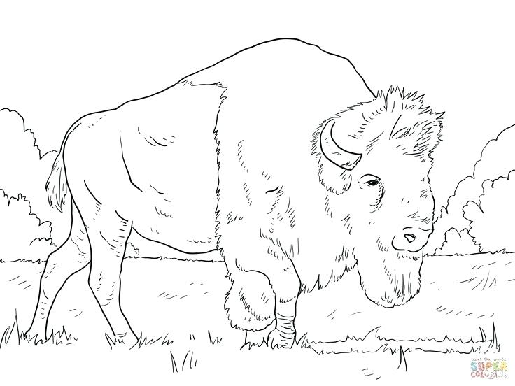 736x552 Buffalo Coloring Pages Buffalo Coloring Page Buffalo Coloring