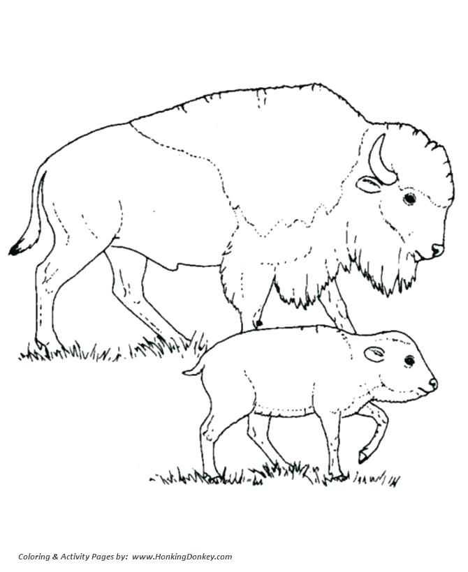 670x820 Buffalo Coloring Pages Milkman Buffalo Coloring Page Cape Buffalo