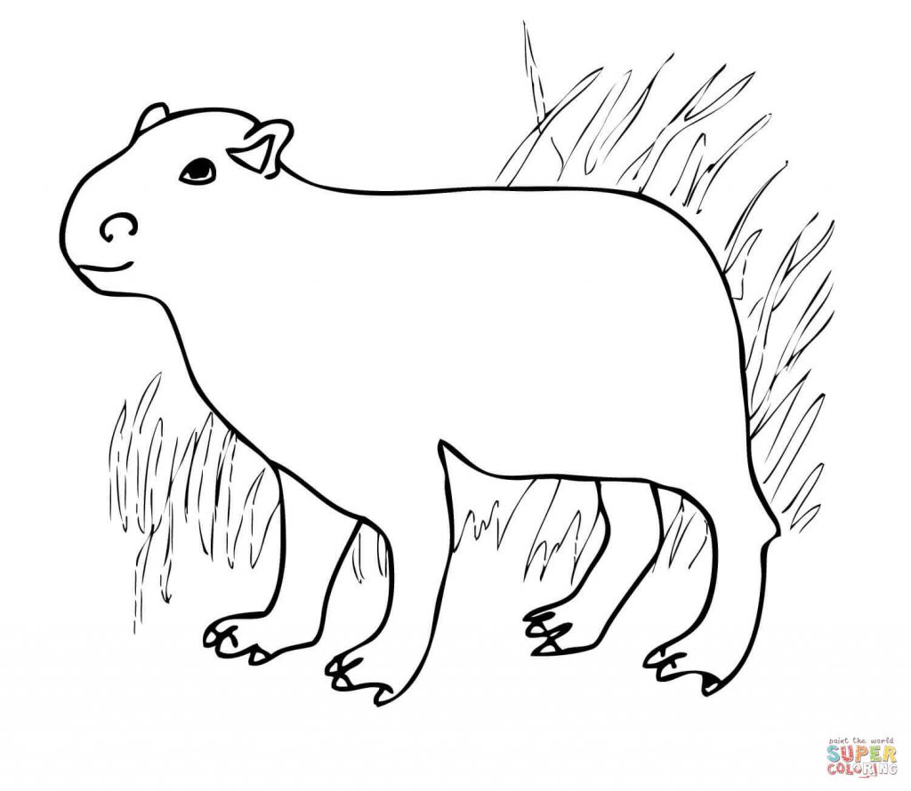 1024x890 Capybara From South America Download For Coloring Page