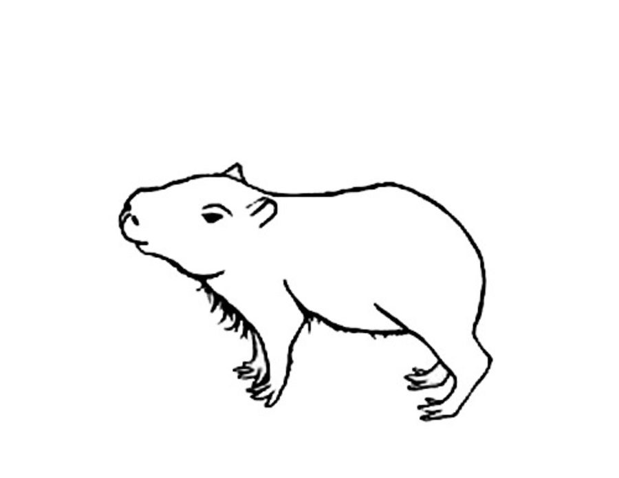 900x695 Coloring Pages Capybara, Printable For Kids Amp Adults, Free