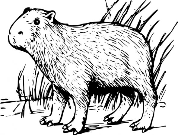 590x447 Disney Coloring Pages Kids Hd Wallpapers Capybara Collection