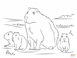 300x224 Free Printable Capybara Coloring Pages