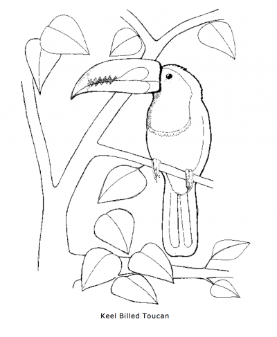 400x487 Keel Billed Toucan Coloring Page Rainforest Alliance