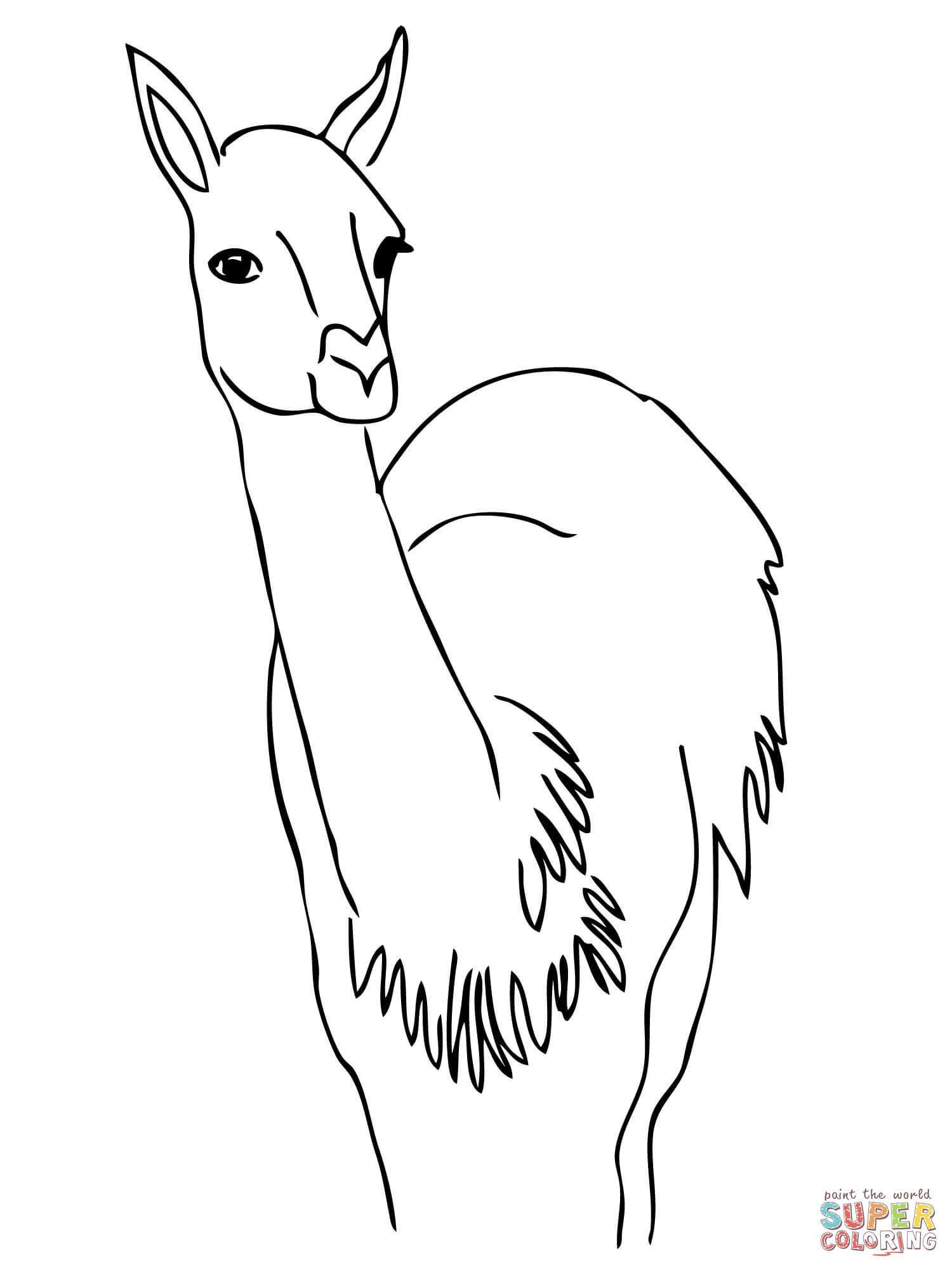 1500x2000 Unbelievable Curious Guanaco Coloring Page Printable Picture
