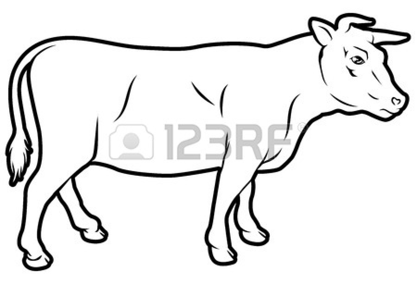 1350x921 Beef Cow Drawing