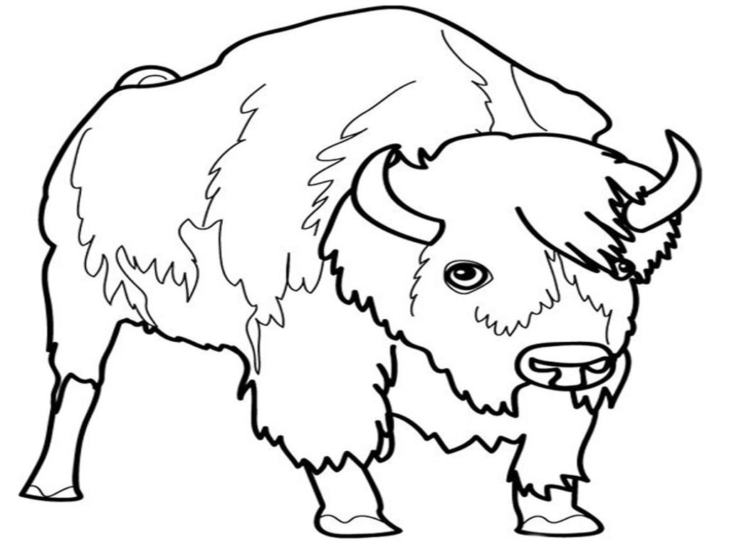 1024x768 Bison Coloring Pages Coloring Pages Kids