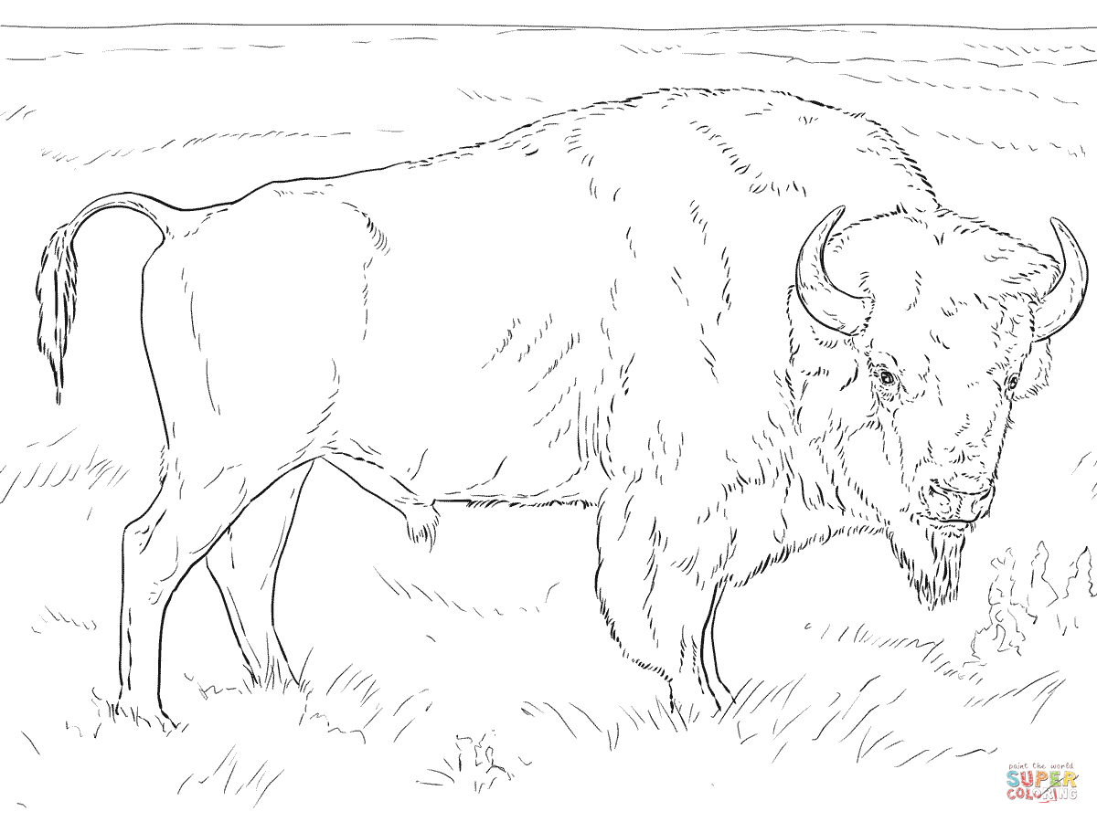 1200x900 Buffalo Coloring Page Pages Free
