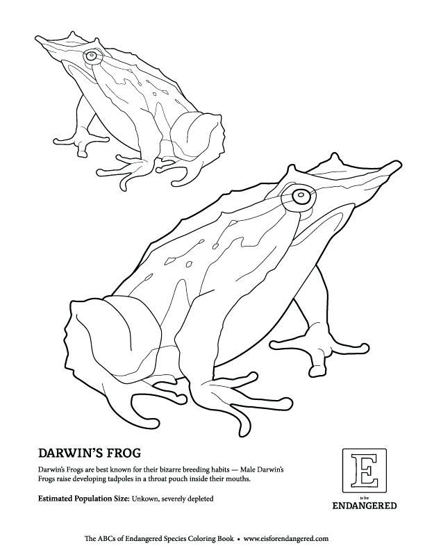612x792 Endangered Animals Colouring Pages Golden Lion Colouring Page Free