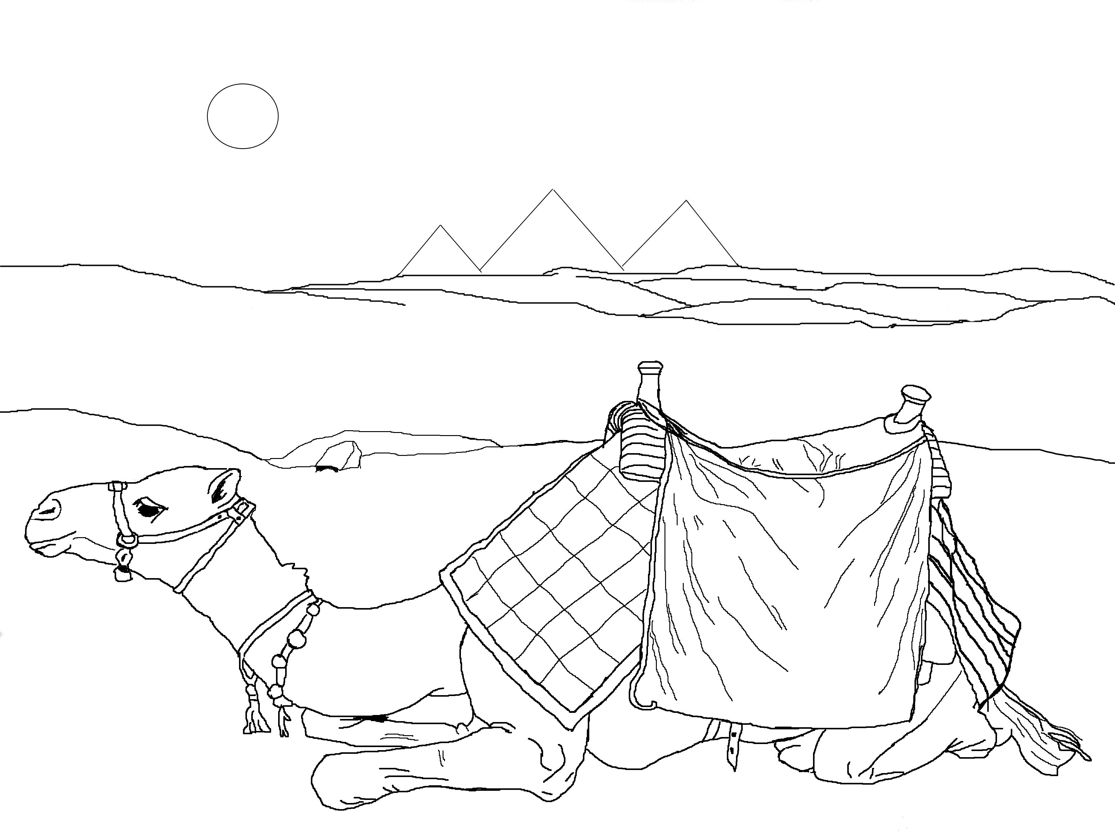 3648x2736 Neat Design Camel Coloring Pages Kids Page