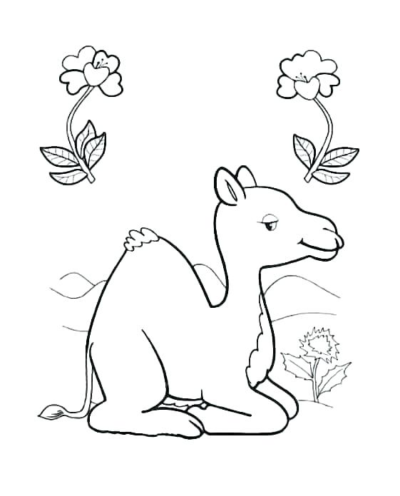 561x696 Camel Coloring Page A One Humped Camel Coloring Page Free
