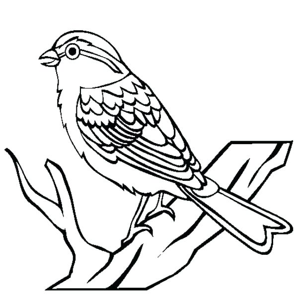 600x614 Cardinal Bird Coloring Page Chipping Sparrow Bird Coloring Page