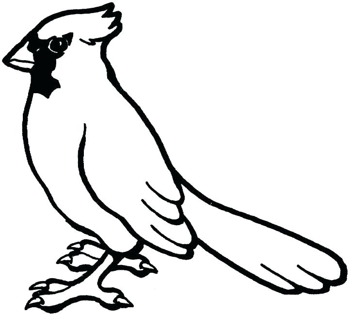 720x649 Cardinal Bird Coloring Page Printable Pages A Preschool Wisekids