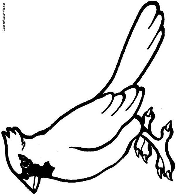 600x666 Cardinal Pictures To Color Coloring Page