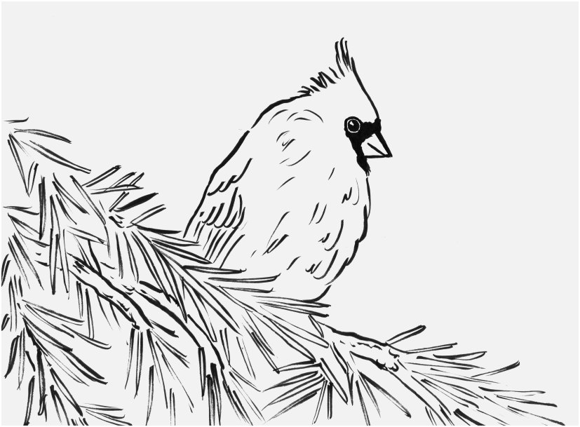827x609 Bird Coloring Pages For Adults Image Cardinal Bird Coloring Page