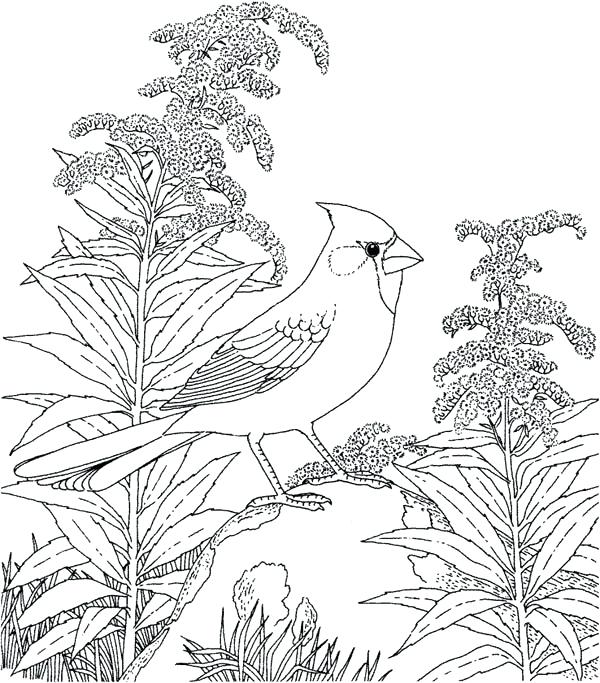 600x683 Cardinal Coloring Pages Cardinal Bird Coloring Page Animal