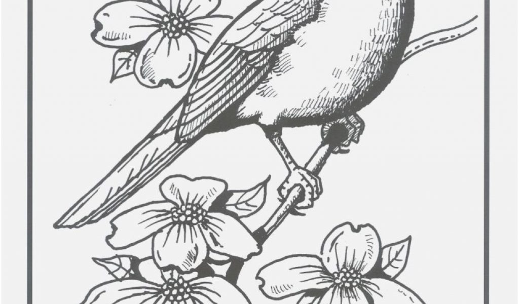 1024x600 Cheer Up Coloring Pages Display Image Result For Red Cardinal