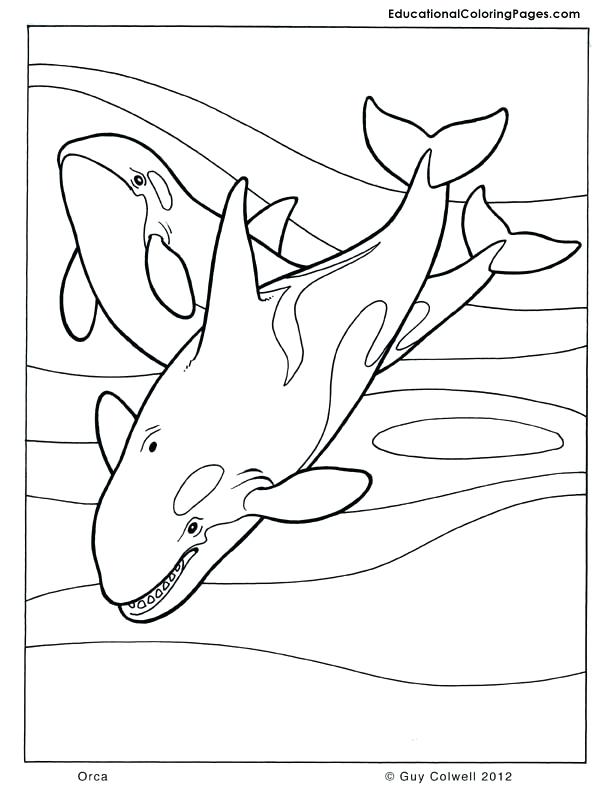 612x792 Shamu Coloring Pages Cardinal Bird Coloring Page Cardinal Coloring