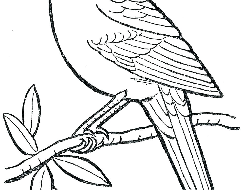 985x768 St Louis Cardinals Coloring Pages