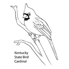 Cardinal Coloring Pages Printable