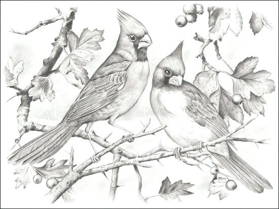 550x412 Cardinal Coloring Pages Cardinal Coloring Pages Pictures By