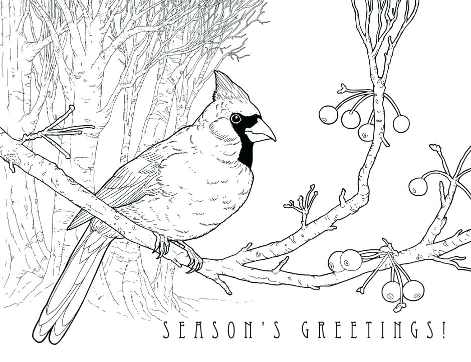 940x723 St Louis Cardinals Fredbird Coloring Page Cardinal Bird Printable