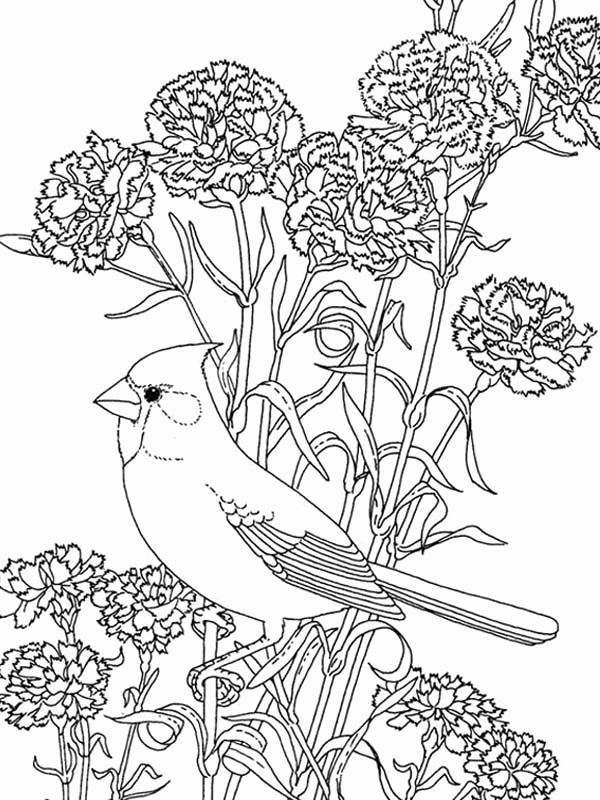 600x800 Pretty Bird Coloring Pages Cardinal Coloring Sheet Classroom