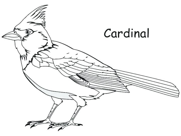 720x540 Northern Or Football Helmet Bird Cardinals Coloring Pages Cardinal