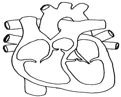 400x322 Circulatory System Coloring Pages Circulatory System Coloring