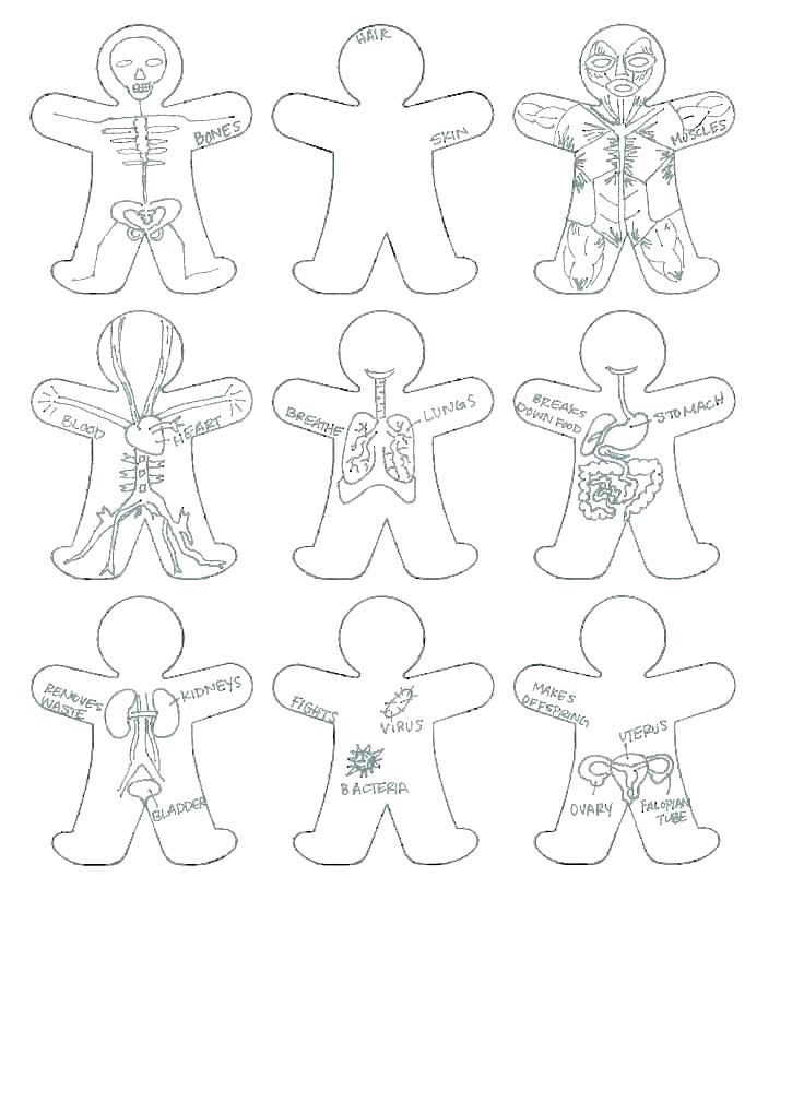 736x1009 Circulatory System Coloring Sheets Circulatory System Coloring