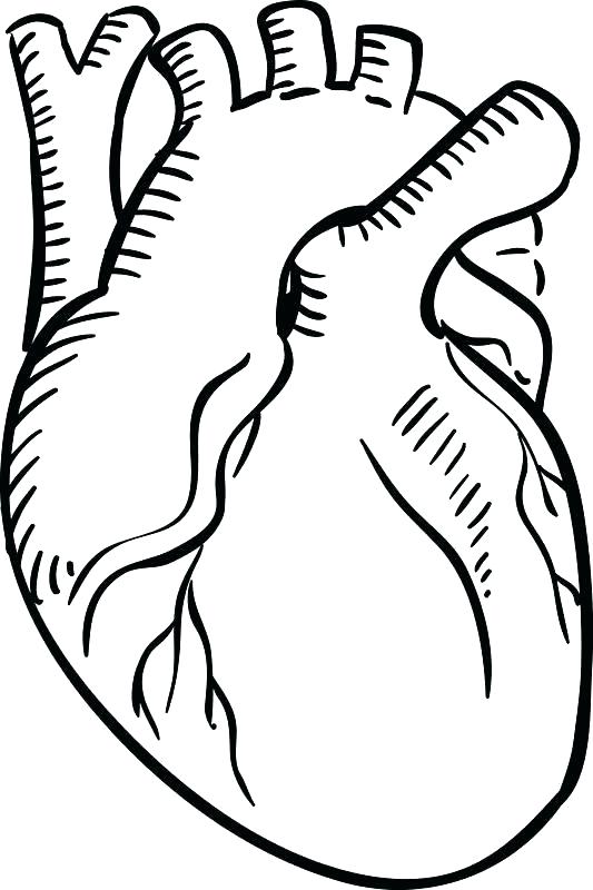 533x800 Circulatory System Coloring Worksheet Pages