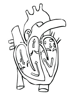 309x400 Circulatory System Worksheet High School Pdf Printable Coloring