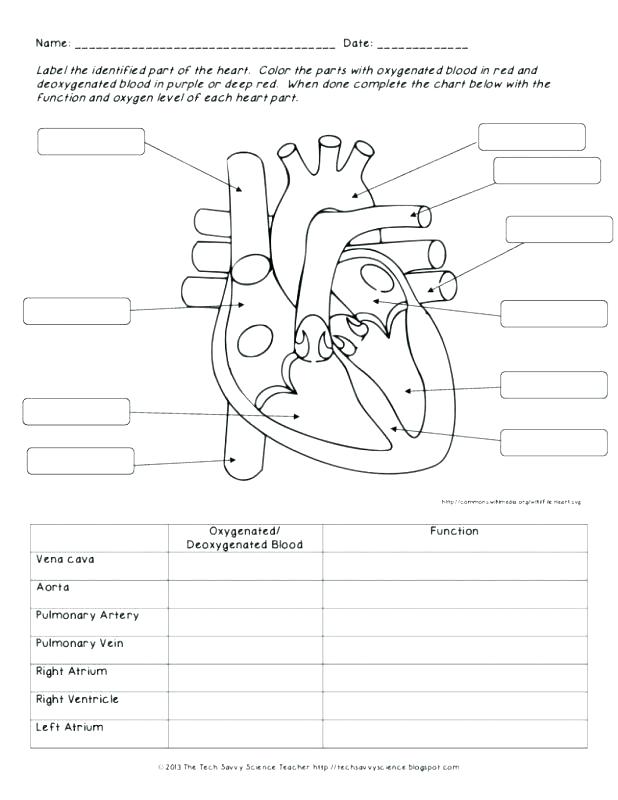 618x800 Coloring Page Heart Circulatory System Worksheet