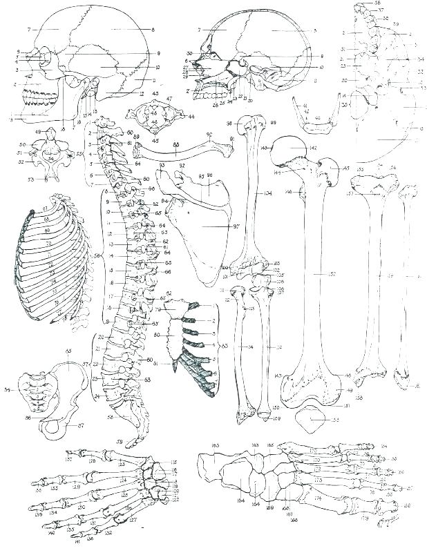 618x804 Anatomy Coloring