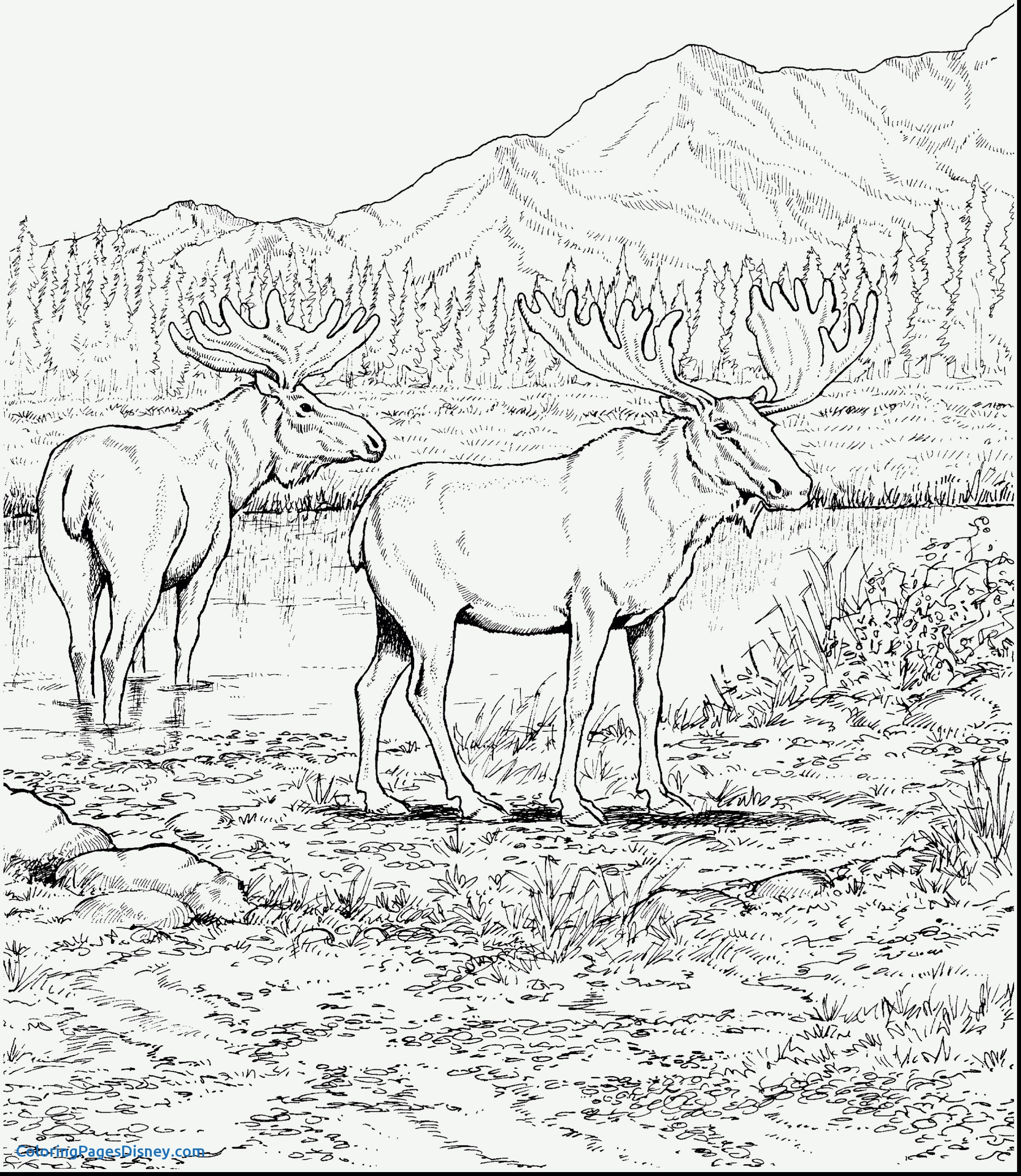 2590x2983 Caribou Coloring Pages Beautiful Moose Coloring Pages