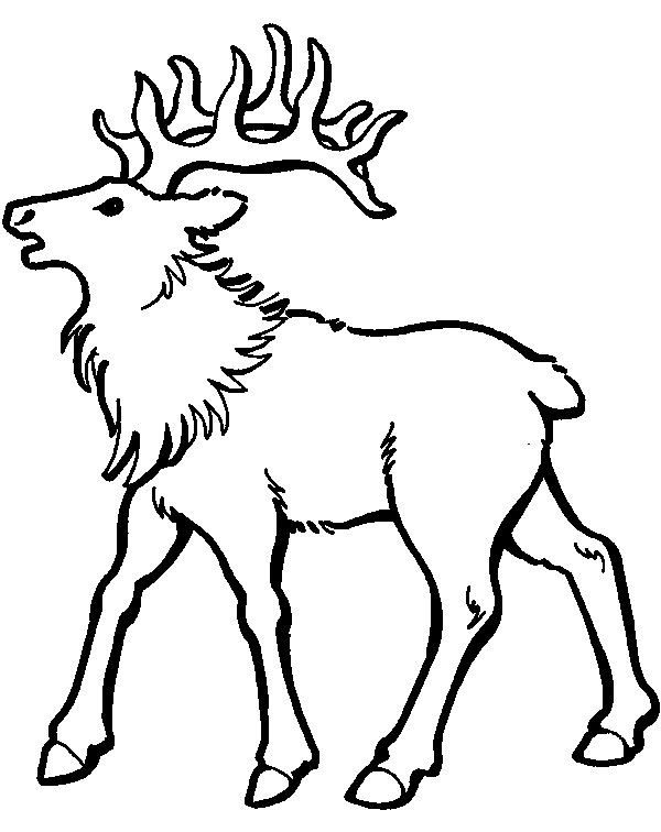 600x756 Caribou Coloring Pages Free Printable Caribou Coloring Pages