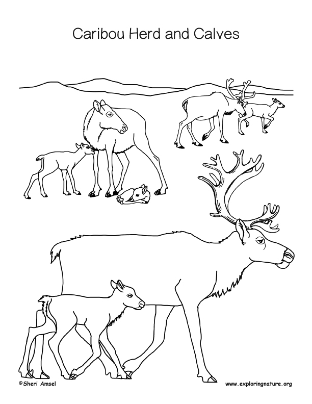 612x792 Caribou And Calf Coloring Page