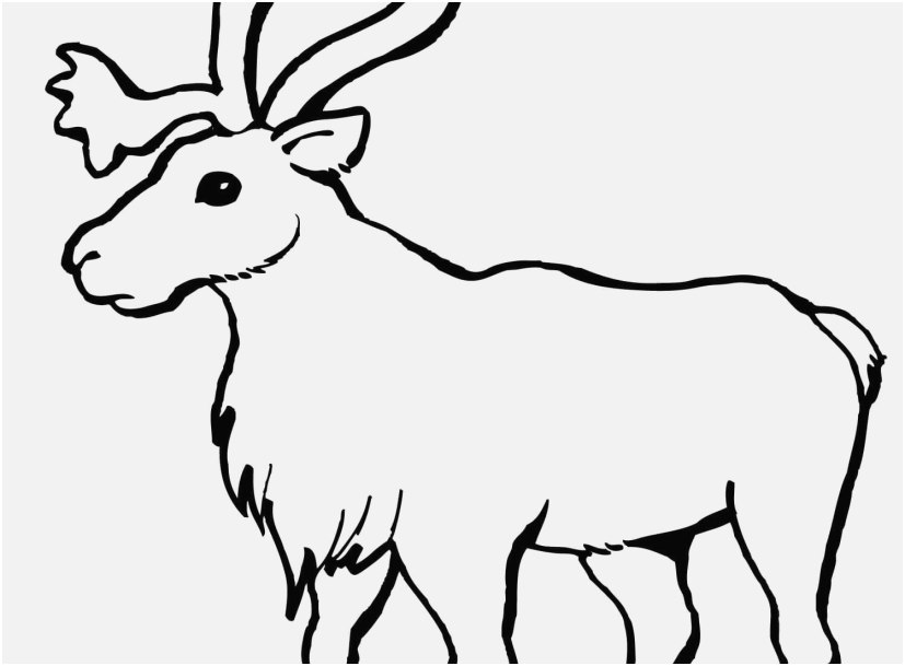 827x609 A Good Concept Rudolph Coloring Pages Sweet