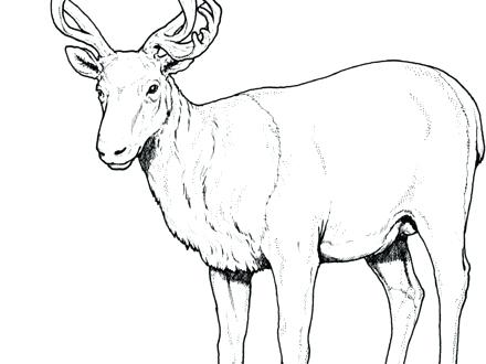 440x330 Deer Printable Coloring Pages Mouse Deer 3 Printable John Deere