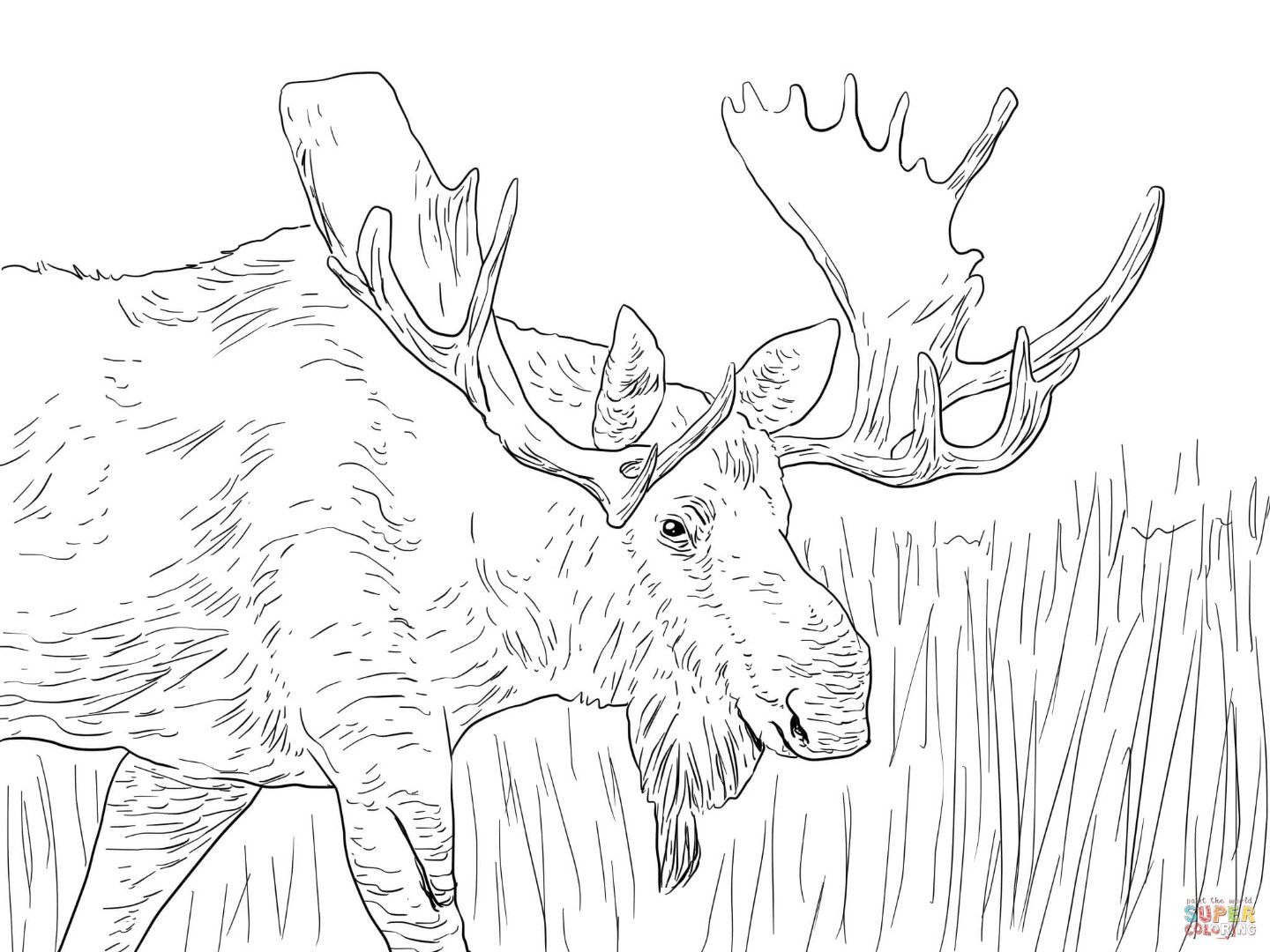 1440x1080 Moose Coloring Pages To Download And Print For Free