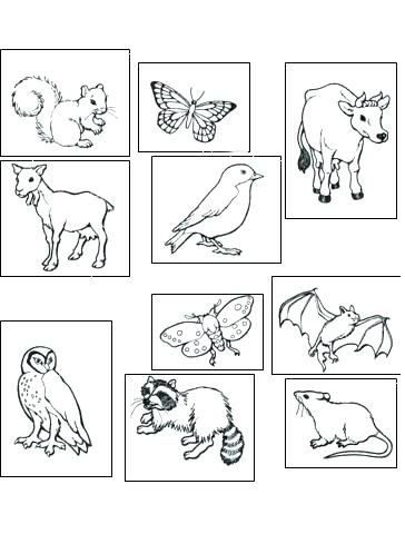 364x480 Caribou Coloring Pages Lukas Podolski.club
