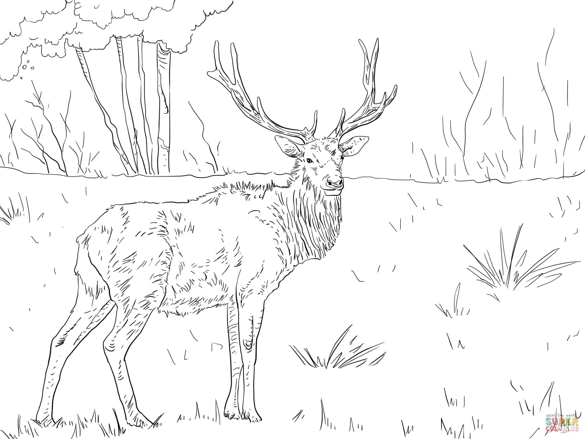 2048x1536 Awesome Elk Coloring Pages Gallery Printable Coloring Sheet