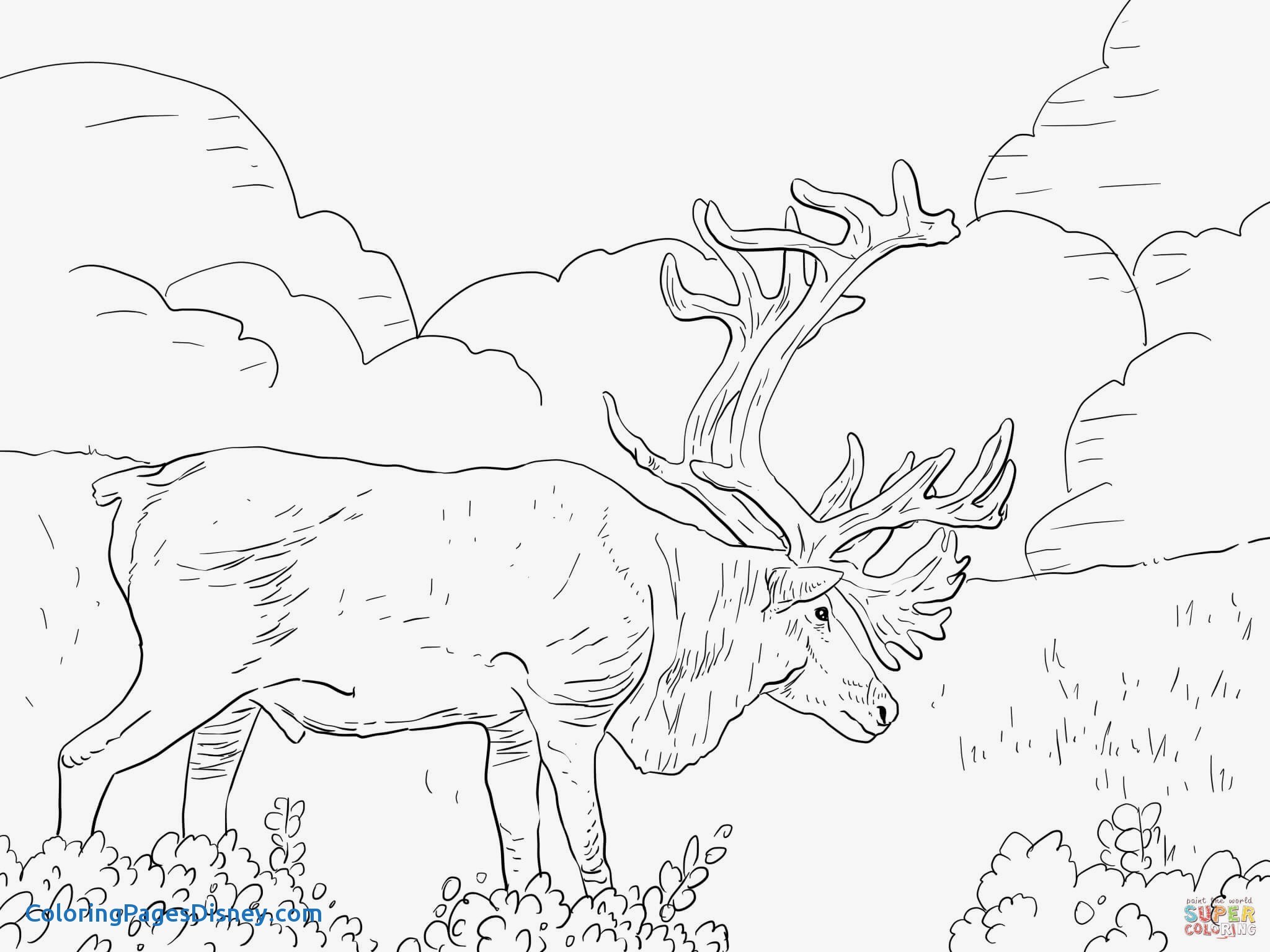 2048x1536 Best Of Caribou Coloring Pages