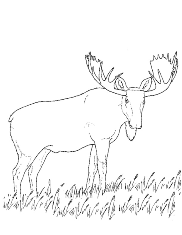 612x792 Caribou